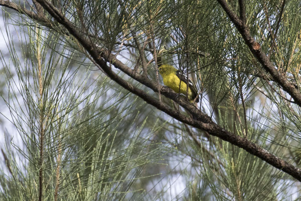 gewone iora - Aegithina tiphia