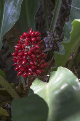 Bogor - Palisota bracteosa