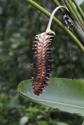 Manuel Antonio - Heliconia mariae