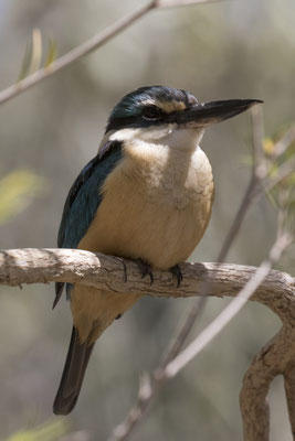 Alice Springs - Dessert park - heilige ijsvogel - Todiramphus sanctus