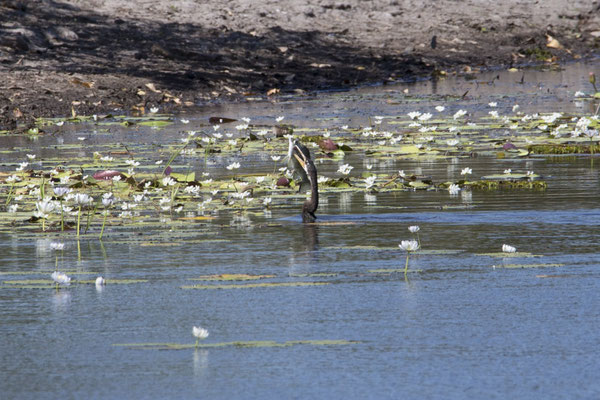 Yellow river - Australische slangehalsvogel - Anhinga novaehollandiae met baars - Amniataba percoides