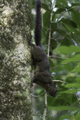 Monteverde - Roodstaartboomeekhoorn - Sciurus granatensis