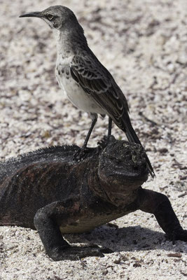 Isla Espanola & Gartner island - españolaspotlijster Mimus macdonaldi en zeeleguaan - Amblyrhynchus cristatus