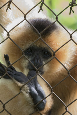 Khu Bau Ton Ngoai - gibbon - Hylobatidae