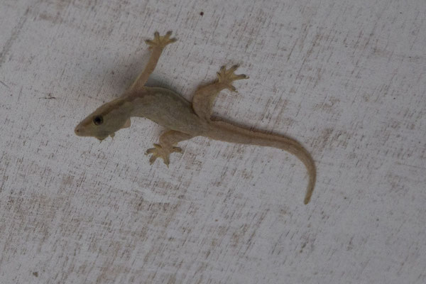 Labuan Bajo - platstaartgekko - Hemidactylus platyurus