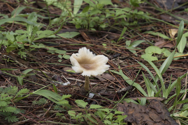 Da Lat - Trúc Lâm klooster slanke trechterzwam - Infundibulicybe gibba