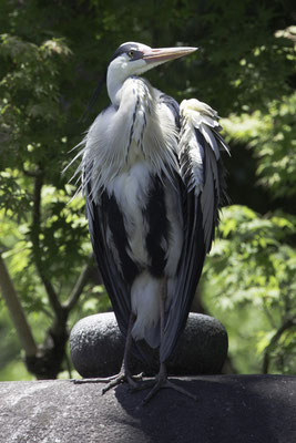 Kanazawa - Kenrokuen garden - sokoireiger - Ardea cocoi