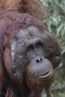 Semenggoh - Borneo orang oetan - Pongo pygmaeus