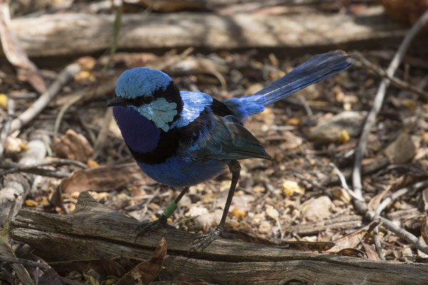Alice Springs - Dessert park - prachtelfje - Malurus splendens