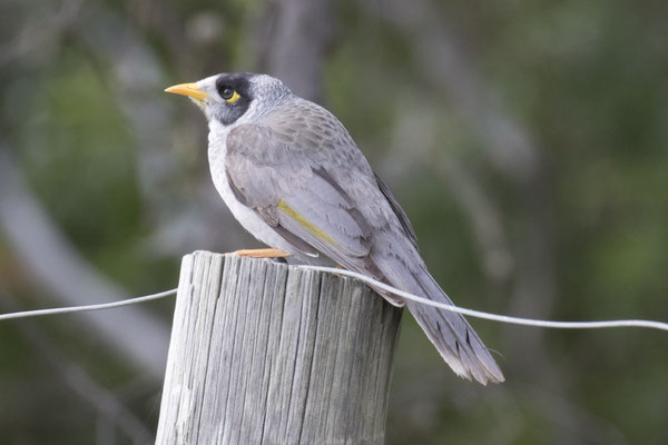 Keith Hately walk - witstuithoningeter - Manorina flavigula