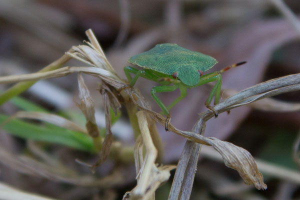 Palomena prasina - groene schildwants