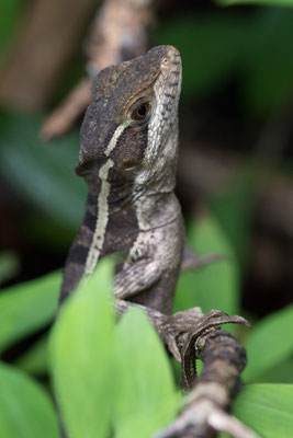 Tortuguero - Bruine Basilisk - Basiliscus vittatus