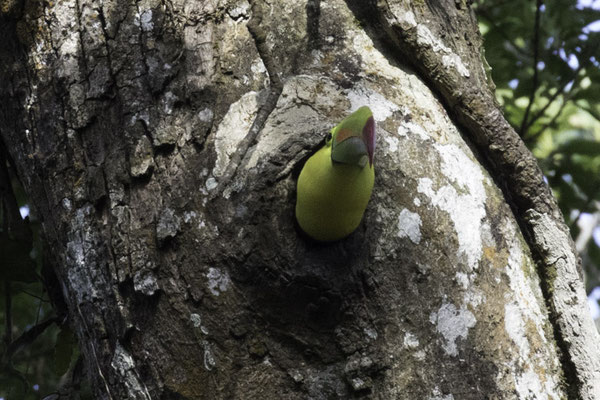 Monteverde - zwavelborsttoekan - Ramphastos sulfuratus