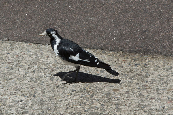 Darwin - Australische slijkekster - Grallina cyanoleuca