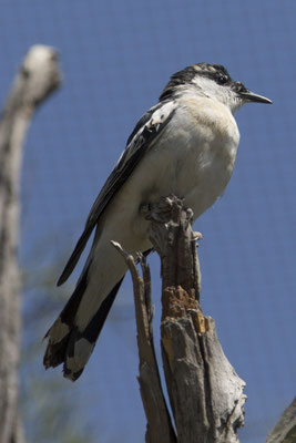 Alice Springs - Dessert park - witvleugeltriller - Lalage sueurii