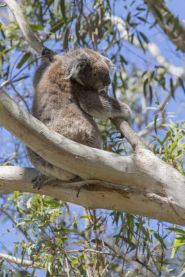 Koala - Phascolarctos cinereus
