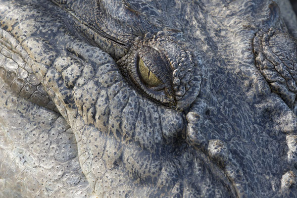 Yellow river - zoutwaterkrokodil - Crocodylus porosus