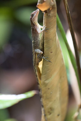 Tortuguero - Bruine Basilisk - Basiliscus vittatus
