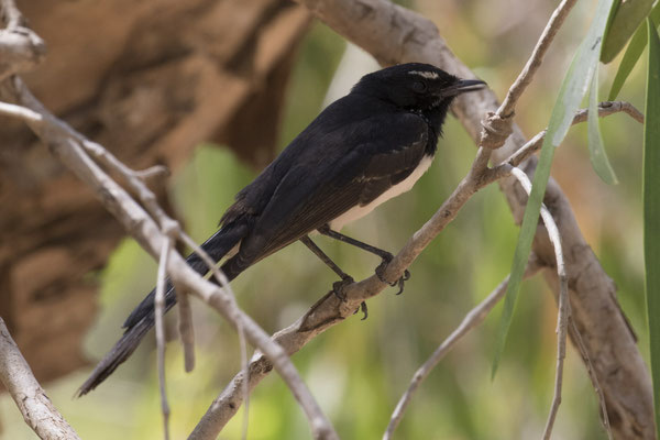 Katherine River walk - tuinwaaierstaart - Rhipidura leucophrys