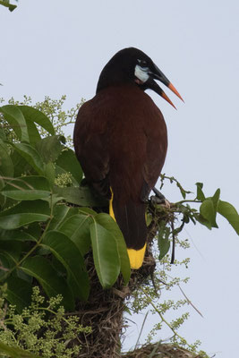 Tortuguero - Montezuma oropendola - Psarocolius montezuma