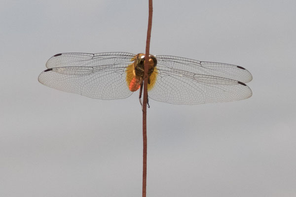 Bogor - Orthetrum testaceum