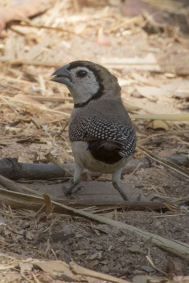 Anbangbang - Bichenow Astrild - Stizoptera bichenovii