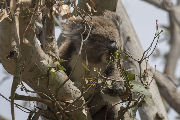 Koala - Phascolarctos cinereus