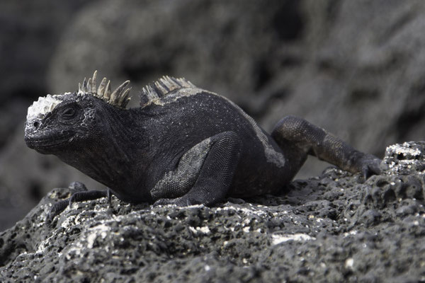 Las Brachas Beach - Zeeleguaan -Amblyrhynchus cristatus