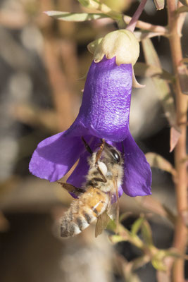 Alice Springs - botanische tuin - zijdeachtige eremophilia - Eremophila nivea en honingbij - Apis mellifera