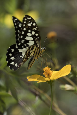 My Son - limoenvlinder - Papilio demoleus