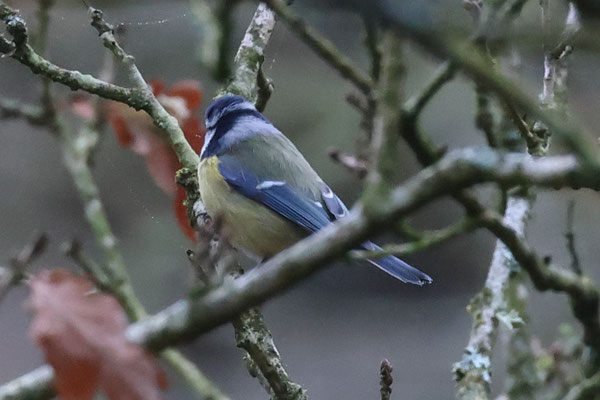 pimpelmees - Cyanistes caeruleus
