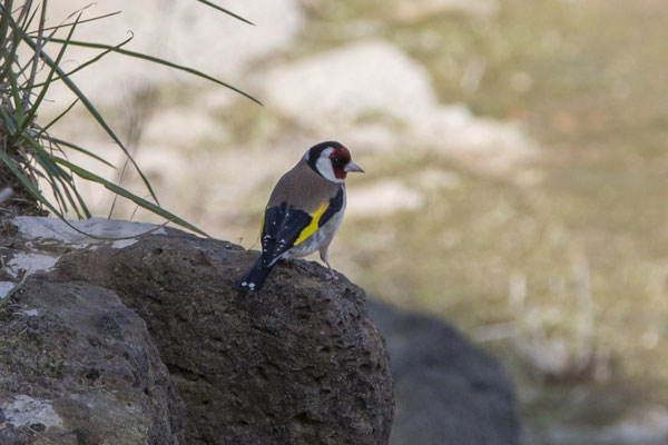 River walk - putter - Carduelis carduelis