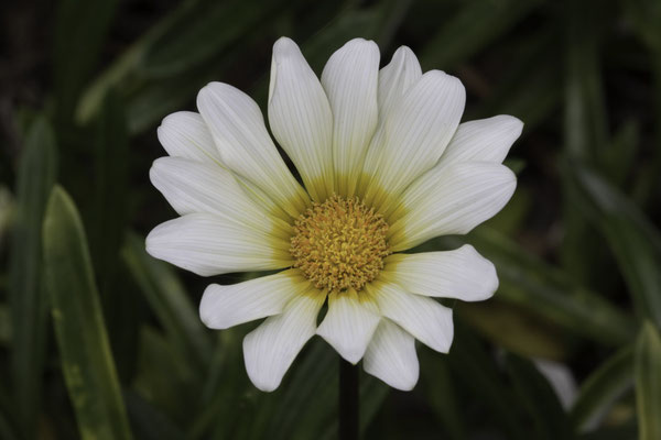 Nagasaki - Glover garden middaggoud - Gazania rigens