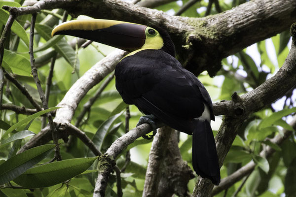 San Pedrillo Corcovado - Zwartsnaveltoekan - Ramphastos ambiguus