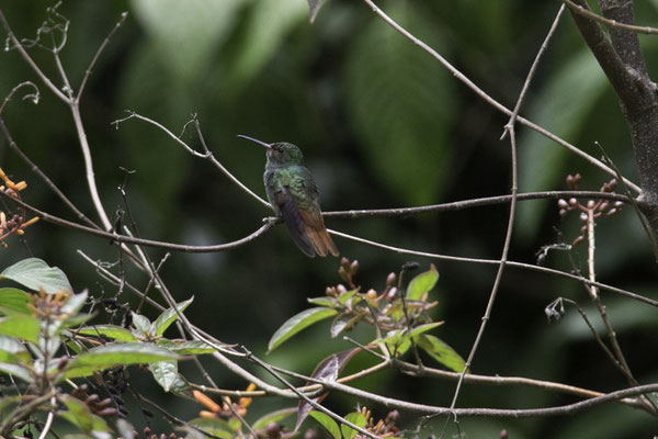 Montaña de Pelicano - roodstaartamazilia - Amazilia tzacatl