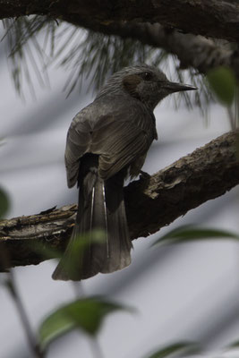 Kanazawa - bruinoorbuulbuul - Hypsipetes amaurotis