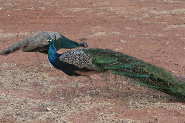 Elliot - blauwe pauw - Pavo cristatus