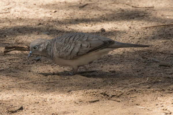 Anbangbang - Goulds zebraduif - Geopelia placida