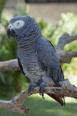 grijze roodstaartpapegaai - Psittacus erithacus