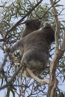 Koala - Phascolarctos cinereus
