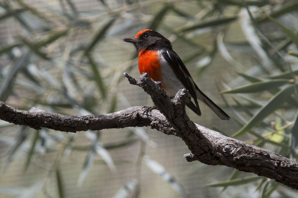 Alice Springs - Dessert park - roodkapvliegenvanger - Petroica goodenovii