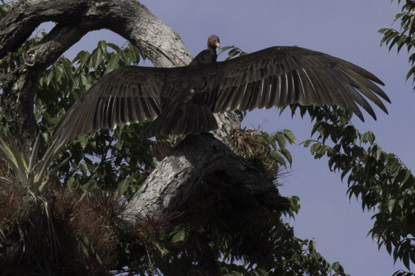 Talamanca reserve - Roodkopgier - Cathartes aura