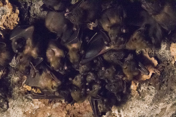 Rinca - kalong - Pteropus vampyrus