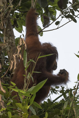 Semenggoh - Borneo orang oetan - Pongo pygmaeus