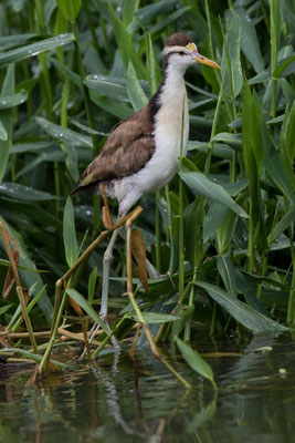 Tortuguero - Jacana - Jacana spinosa (j)