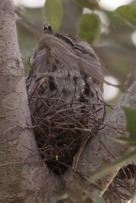 Leanyer - uilnachtzwaluw - Podargus strigoides