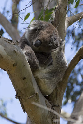 Koala - Phascolarctos cinereus