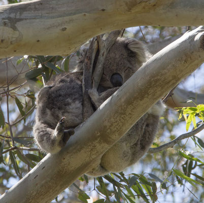 Koala - Phascolarctos cinereus