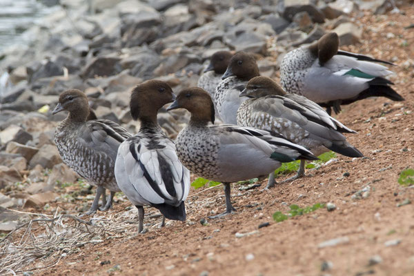 Kapunda - manengans - Chenonetta jubata