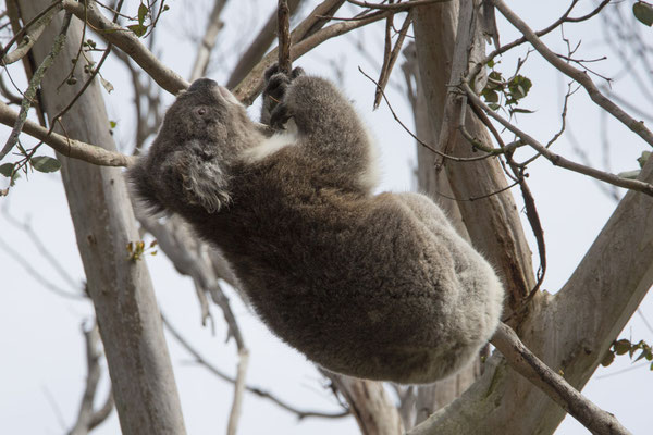 Koala - Phascolarctos cinereus